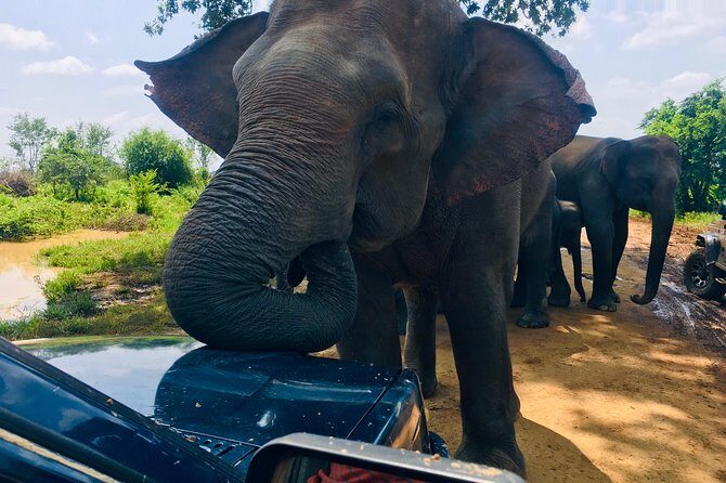 Safari with Sheran Udawalawe National Park - Final Words