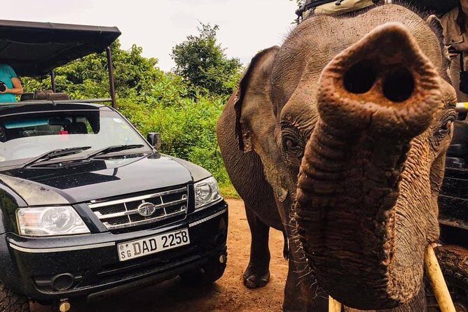 Safari with Sheran Udawalawe National Park - Who Is This Tour Perfect For?