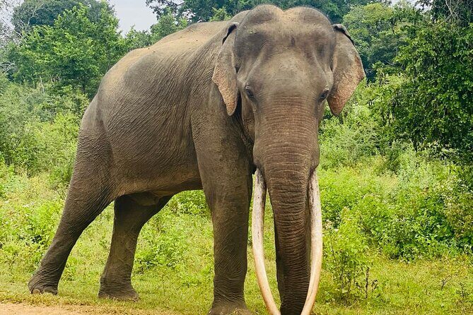 Safari with Sheran Udawalawe National Park - Final Thoughts