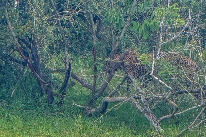 Safari with Sheran Udawalawe National Park - FAQ
