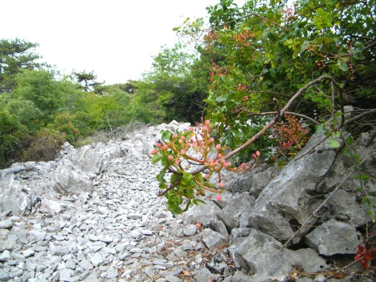 Sage Route - Inclusions for Participants