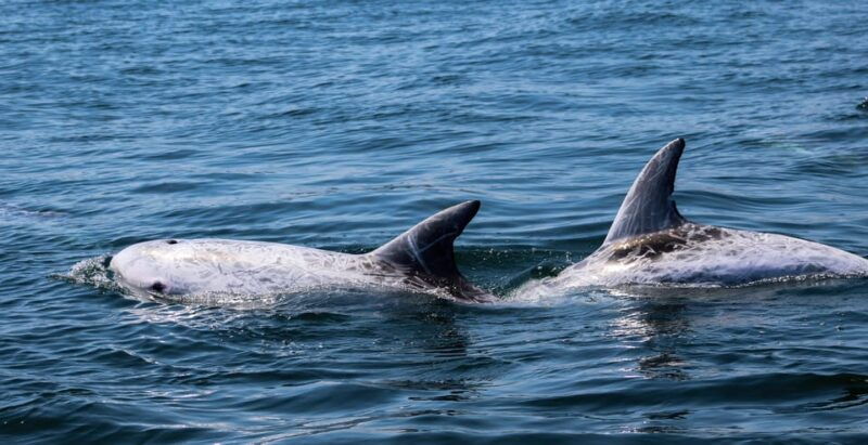 Sagres: Dolphin Watching Tour - The Itinerary: What to Expect 