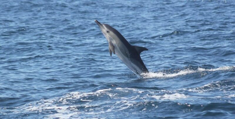 Sagres: Dolphin Watching Tour - What’s Included and How It Adds Value
