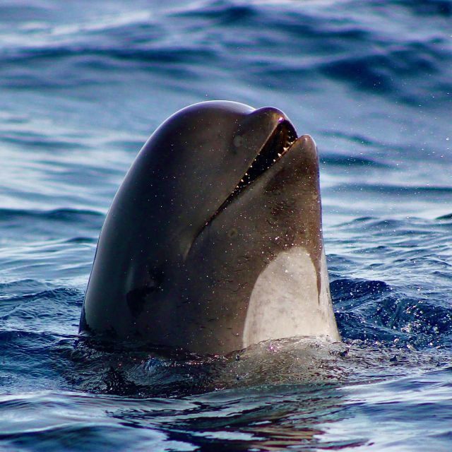 Sagres: Wildlife Tour Dolphins and Caves - Activity Details