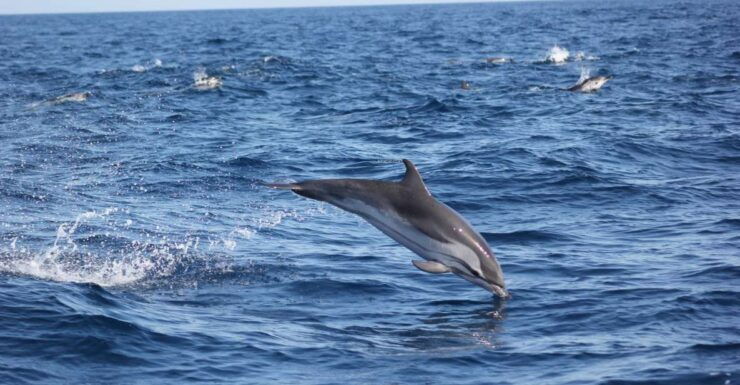 Sagres: Wildlife Tour Dolphins and Caves - Experience Highlights