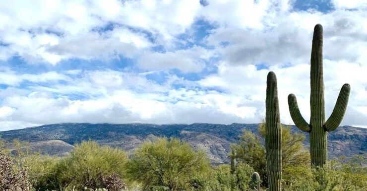 Saguaro National Park: Day Tour & Hike - Trail Exploration