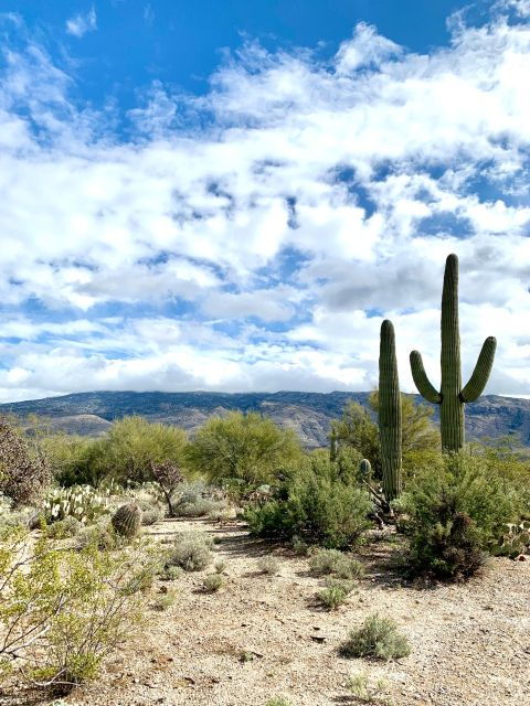 Saguaro National Park: Day Tour & Hike - Flora and Fauna Insights