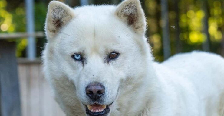 Saguenay: Behind-the-Scenes Sled Dog Kennel Tour - Good To Know