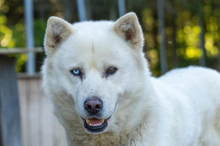Saguenay: Behind-the-Scenes Sled Dog Kennel Tour - Location and Meeting Point