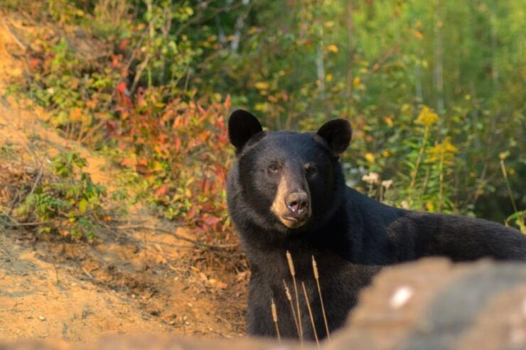 Saguenay: Black Bear Observation With Expert Guide - Good To Know