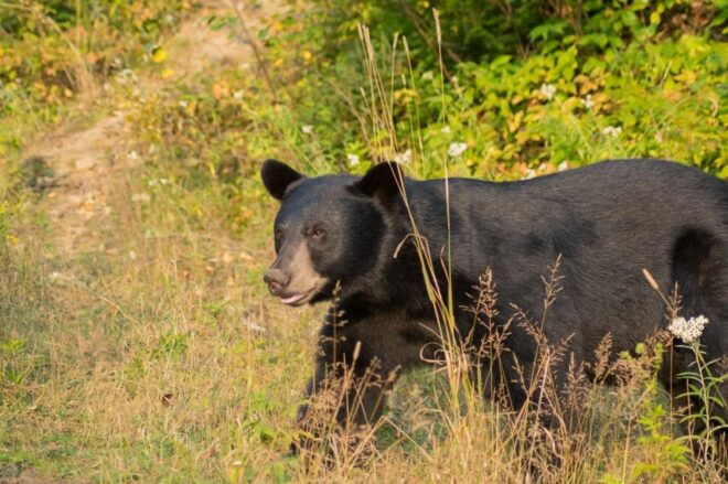 Saguenay: Black Bear Observation With Expert Guide - Experience Highlights
