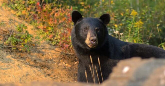 Saguenay: Black Bear Observation With Expert Guide - Meeting Point