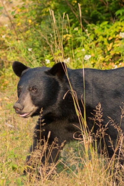 Saguenay: Black Bear Observation With Expert Guide - Frequently Asked Questions