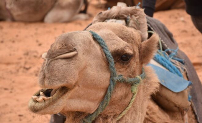 Sahara Desert: 2-Day Tour With Food and a Night in a Tent - Pickup Instructions and Convenience