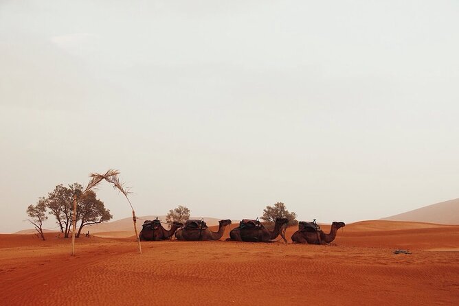 Sahara Desert Family Tour - Itinerary Highlights