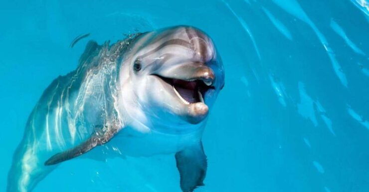 Sahl Hasheesh: Dolphin House Boat Tour With Private Transfer - Tour Duration and Flexibility