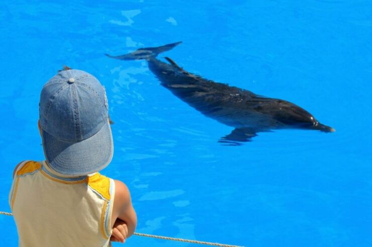 Sahl Hasheesh: Dolphin Watching Boat Tour With Snorkeling - Tour Booking Details