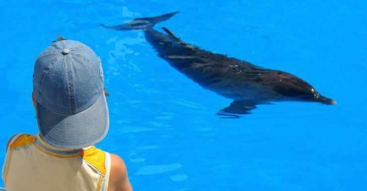 Sahl Hasheesh: Dolphin Watching Boat Tour With Snorkeling - Booking Details