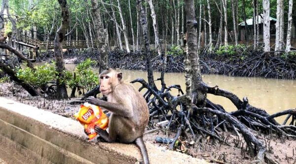 Sai Gon – Can Gio – Monkey Island 1 Day Tour - Accessibility Features