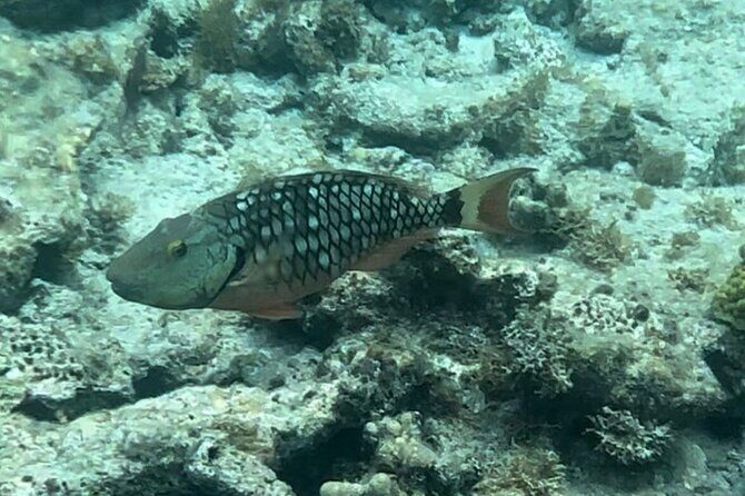 Sail and Snorkel Private Charter - Mid-Day Sail 1230pm to Sunset - Practical Considerations