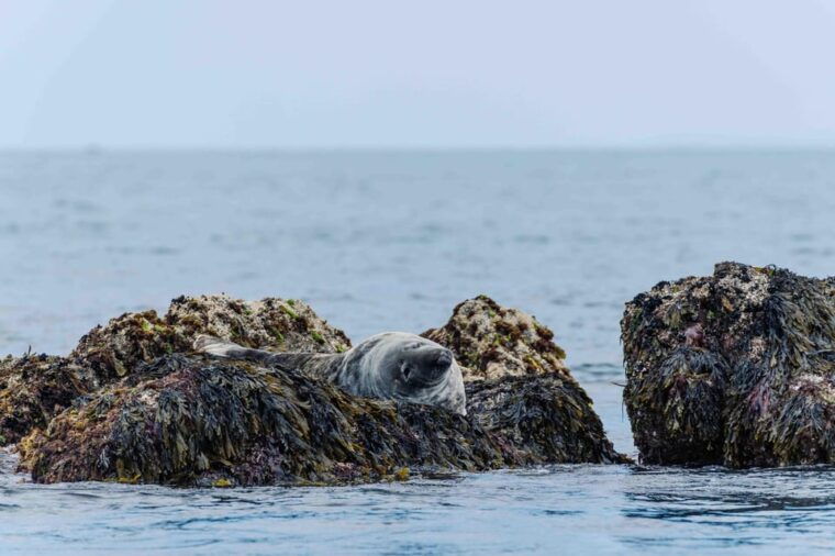 Sail Into the Heart of the Bay - Navigating the Scenic Coastline
