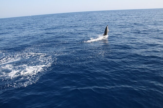 Sailboat Excursion With Snack in Search of Dolphins - Meeting and Pickup Information