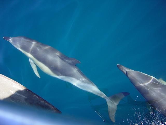 Sailboat Ride in Sado River and Atlantic Ocean - Half Day - Activity Details