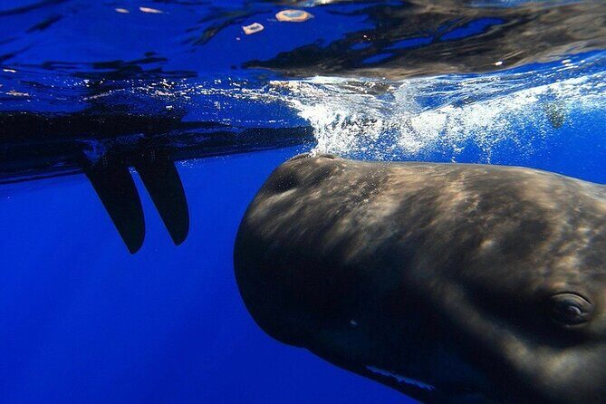 Sailing Alaska's Inside Passage 4 Day Private Tour - Authentic Experiences and Practical Details