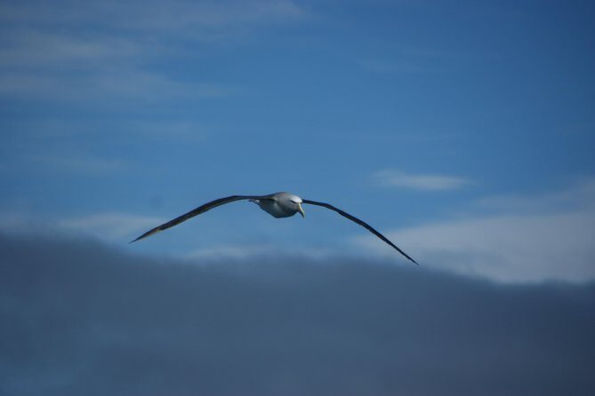 Sailing and Wildlife Tour Akaroa Fox II Sailing - The Charm of the Vintage Vessel
