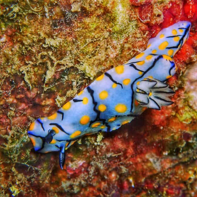 Sailing Boat Trip at the Makarska Riveria - Who Will Love This Experience