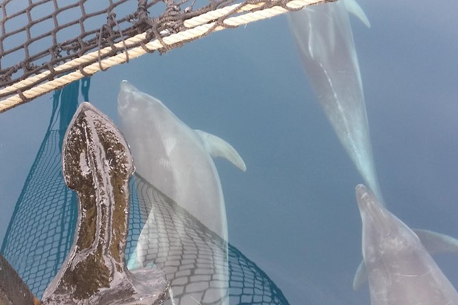 Sailing Day Trip on Tall Ship Andrea Jensen With Lunch and Wine - Frequently Asked Questions