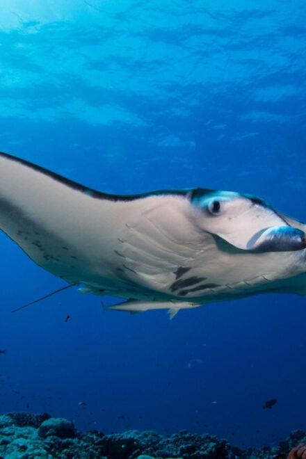SAILING KOMODO OPEN TRIP 3 DAY 2 NIGHT - Unique Experiences