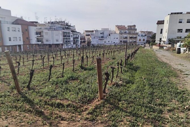 Sailing Trip in Sitges Walking Tour Winery Visit With Tasting - Cancellation Policy and Booking Options