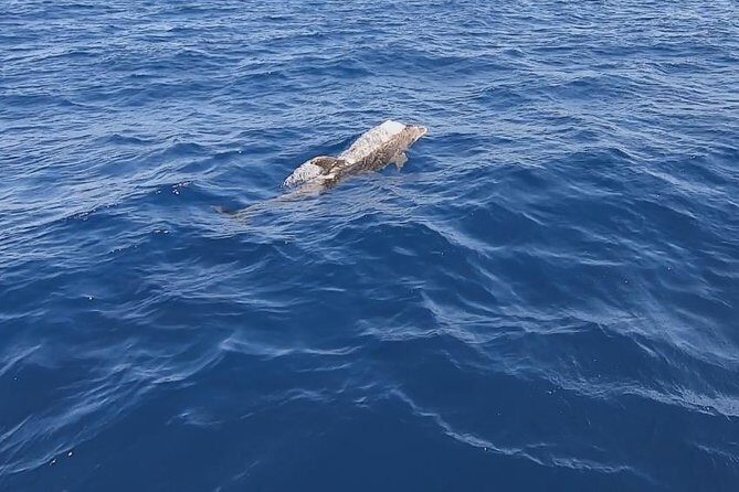 Sailing trip to DIA in Heraklion,Crete(4H) - The Return and Reflection