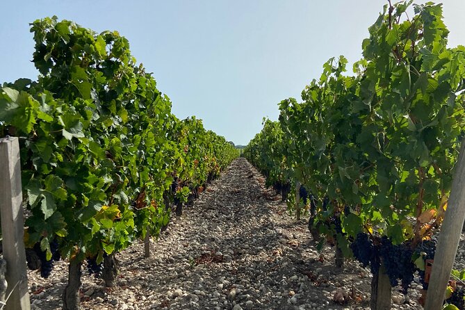 Saint Emilion Castle and Village Wine Tour - Wine Tasting Experience
