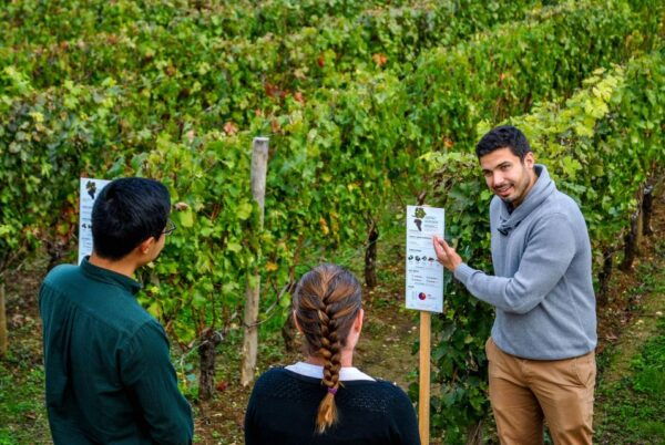 Saint-Emilion Grand Cru Classé: Guided Visit Tour & Tasting - Winery Visit 2: Modern Cellar