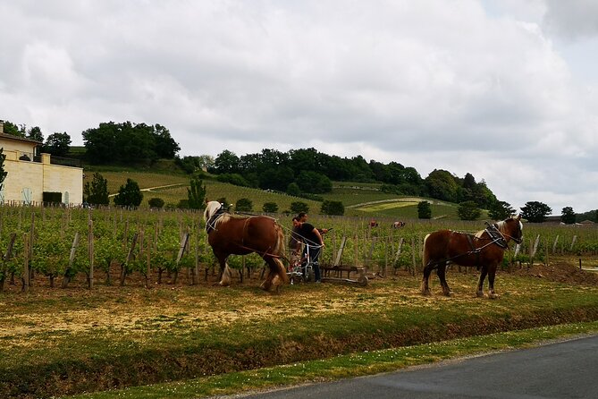 Saint Emilion Half-Day Trip With Wine Tasting & Winery Visit From Bordeaux - Trip Overview