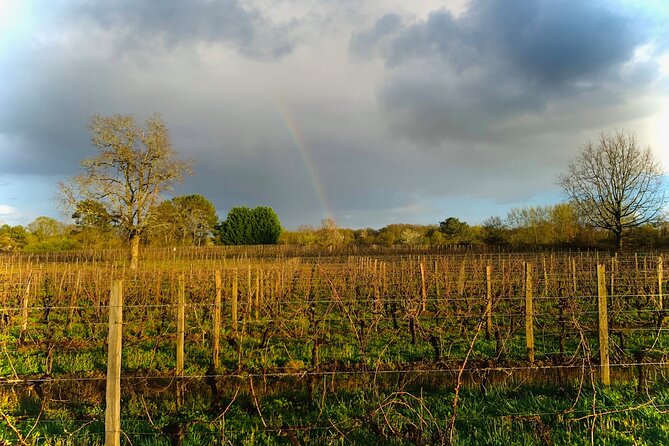 Saint-Émilion: Private Immersion in the Vineyard & Oenology Training - Additional Information Provided