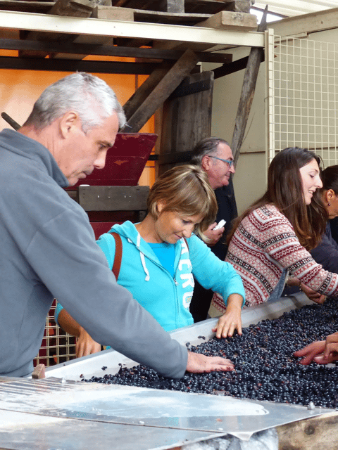 Saint-Emilion: Tasting of 4 Wines in a Family Vineyard - Hosts and Presenters