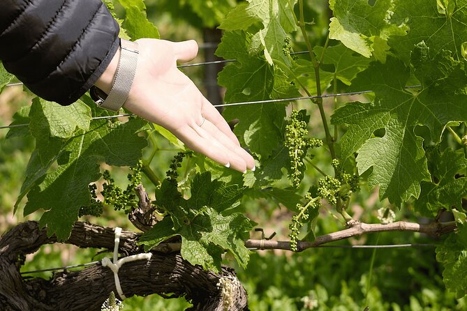 Saint-Emilion : Village, Château and Wine Tasting - Tour Highlights