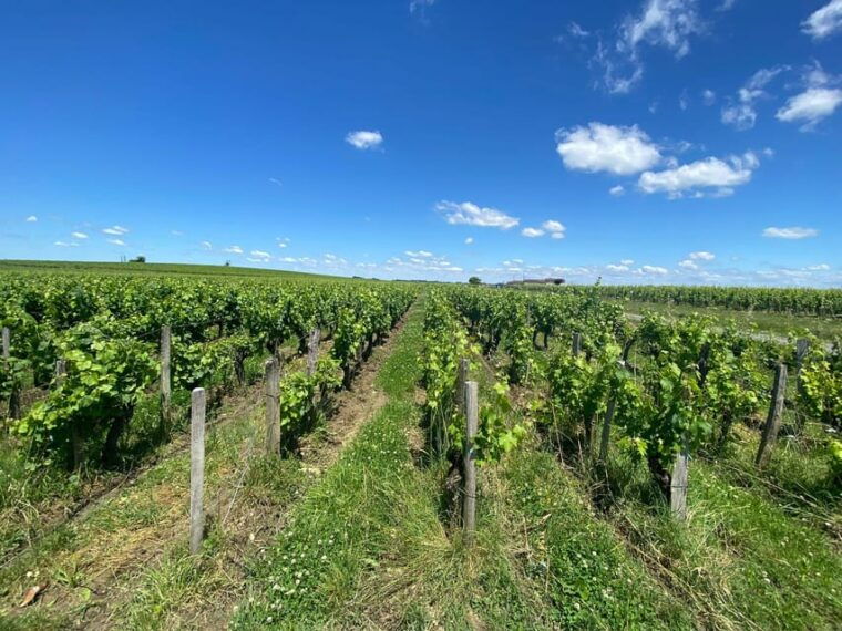 Saint Emilion Village Visiting Chateaux & Wine Tasting - Wine Tasting Experience