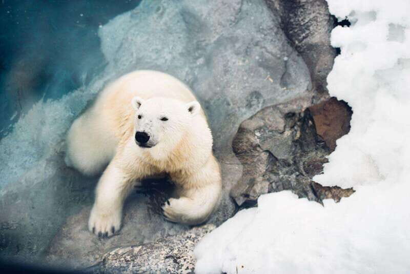 Saint Felicien: Admission to Zoo Sauvage - A Detailed Look at What to Expect at Saint-Félicien Zoo Sauvage