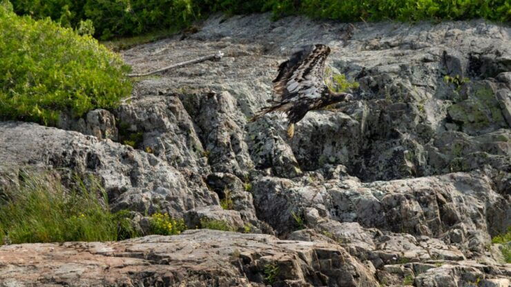 Saint John River: River Relics Kayak Tour - Tour Overview