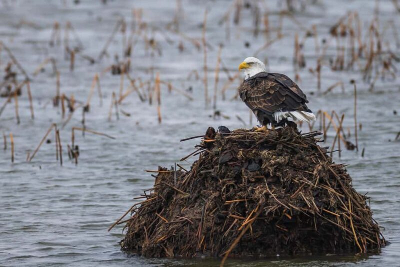 Saint Joseph: Missouri Eagle Waterfowl Photography Tour - Good To Know