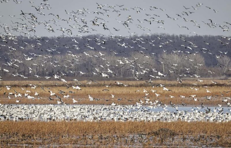 Saint Joseph: Missouri Eagle Waterfowl Photography Tour - FAQs
