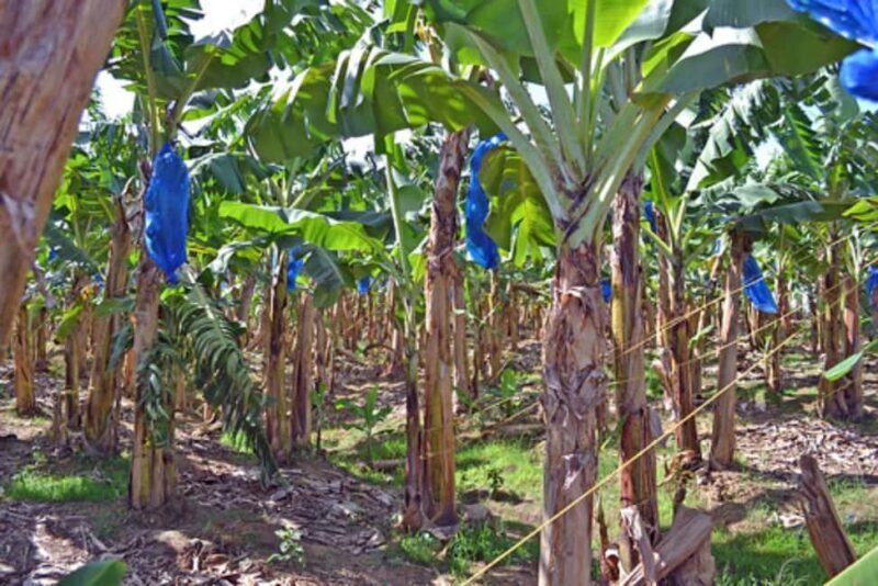 Saint Lucia: Thrill Seeker 6-Day Adventure Tour - Final Thoughts