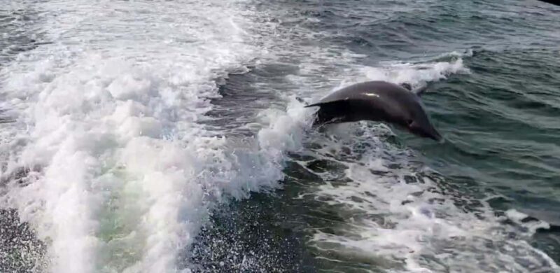 Saint Petersburg: Private Sunset Intracoastal cruise - Discovering the Charm of a Private Sunset Intracoastal Cruise in Gulfport, Florida