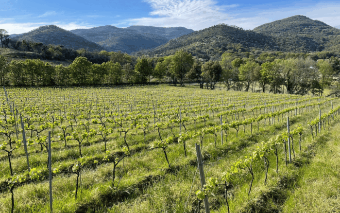 Saint-Tropez: Small Group Wine Tour - Customer Reviews