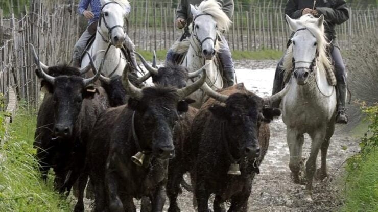 Saintes-Maries De La Mer: at the Heart of Camargue History - The Unique Geography of Camargue