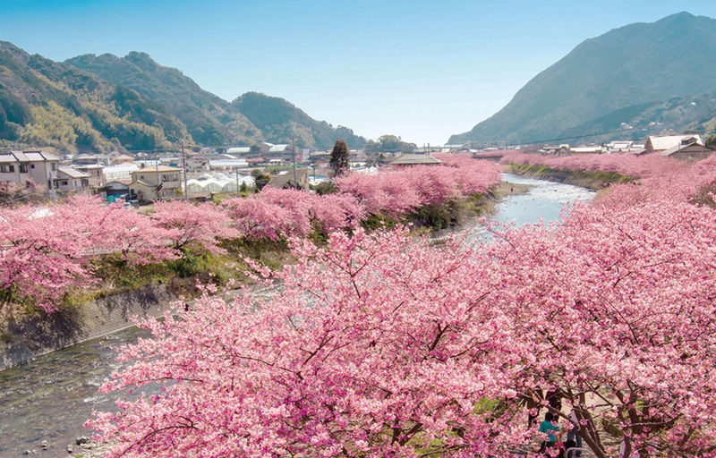 Sakura Season Small Group Tour of 9: Izu Cherry Blossom Viewing and Seaside Day Trip | Kawazu Cherry Blossom Festival & Izu Seaside Train & Jogasaki Coast | Chinese Service | Round-trip from Tokyo with Optional Hotel Transfer - A long spring day from Tokyo